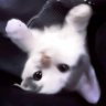 Tigran_Werpriz